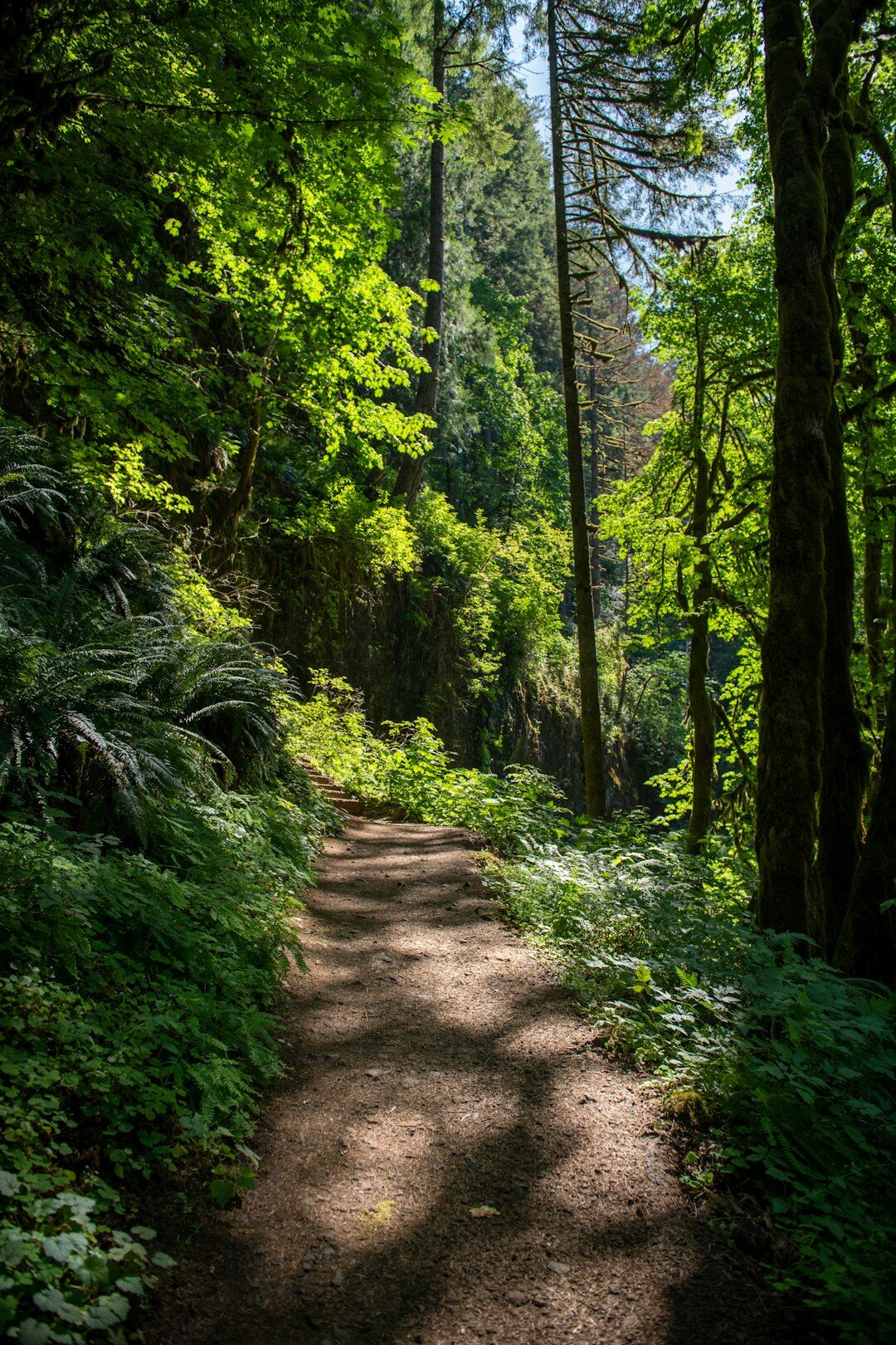hiking trail in forest